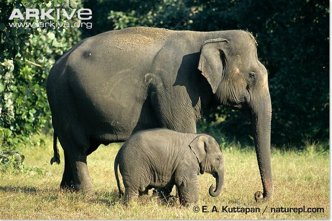 E elephant. Вес слона. Скорость слона. Слоны пигмеи. Походка слона.